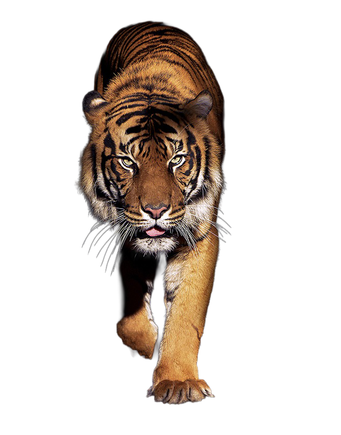 Tiger - Safari Wohlfühlhof - Tiger und Löwen füttern - Bernd Borgmann - Predator Coaching