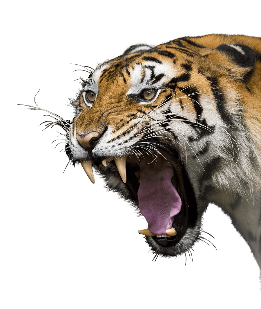 Safari Wohlfühlhof - Tiger und Löwen füttern - Bernd Borgmann - Predator Coaching