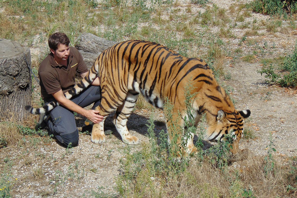 Bernd Borgmann und Tiger - Safari Wohlfühlhof Auffangstation - Tiger und Löwen füttern