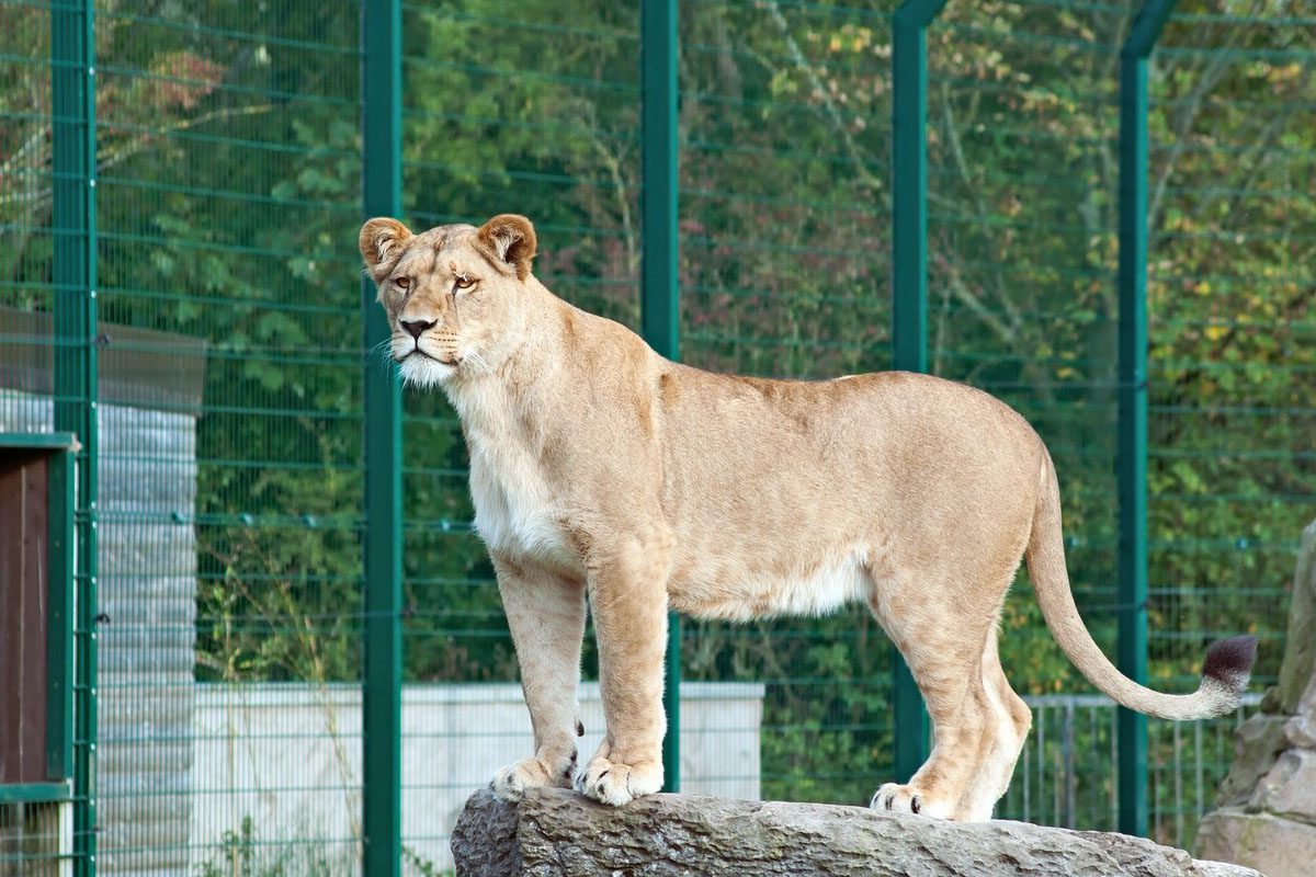Löwin - Safari Wohlfühlhof Auffangstation - Tiger und Löwen füttern - Bernd Borgmann - Predator Coaching