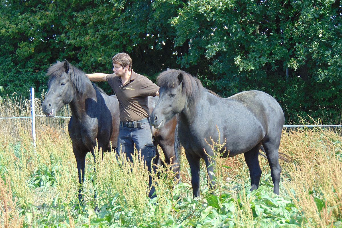 Pferde - Safari Wohlfühlhof Auffangstation - Tiger und Löwen füttern - Bernd Borgmann - Predator Coaching