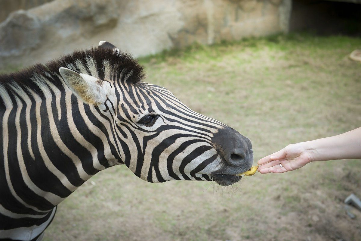 Zebra füttern - Safari Wohlfühlhof Auffangstation - Bernd Borgmann - Predator Coaching - exotische Tiere
