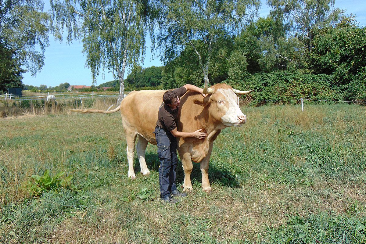 Bernd Borgmann und Rind - Safari Wohlfühlhof Auffangstation - Tiger und Löwen füttern - Predator Coaching