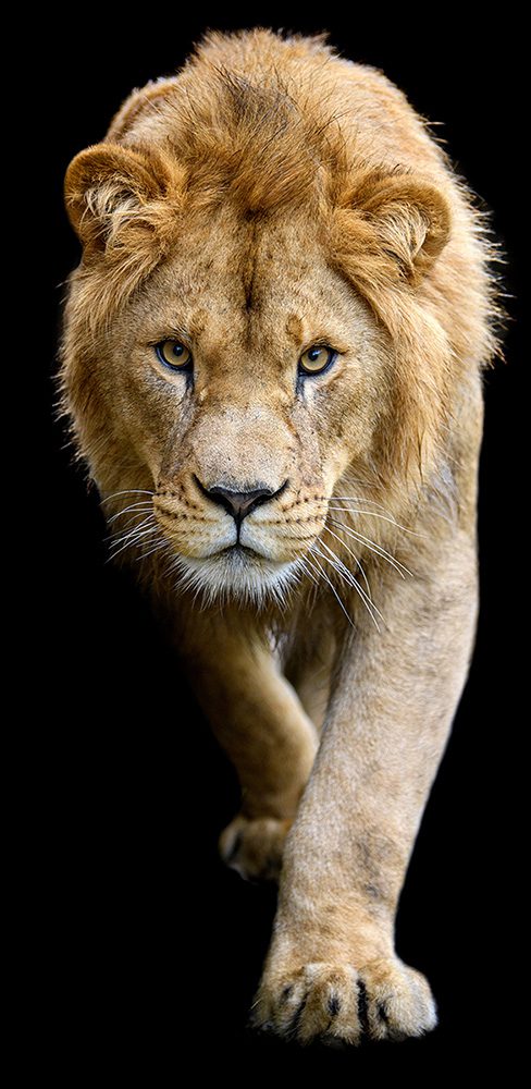 Löwe- Safari Wohlfühlhof - Tiger und Löwen füttern - Bernd Borgmann - Predator Coaching