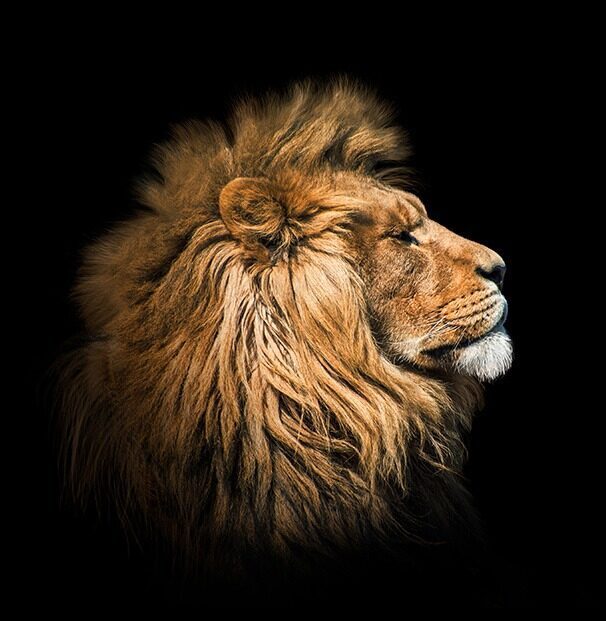 Seminar - Safari Wohlfühlhof - Tiger und Löwen füttern - Bernd Borgmann - Predator Coaching - Löwe