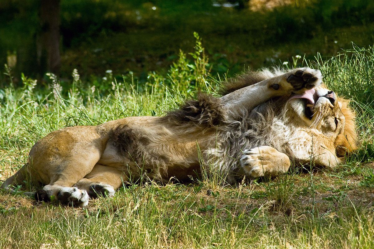 Löwe liegend - Safari Wohlfühlhof Auffangstation - Tiger und Löwen füttern - Predator Coaching